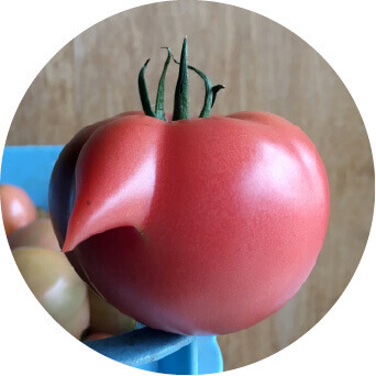 大玉トマト画像