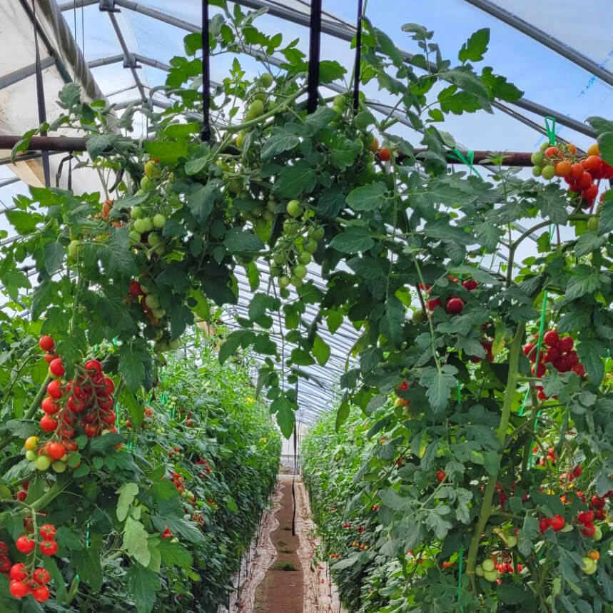 メインイメージ ミニトマトのアーチ